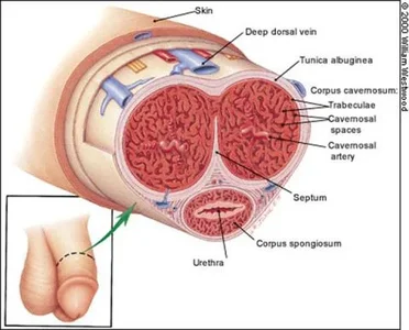 penis-anatomical-1.webp