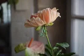 1000000736.webp