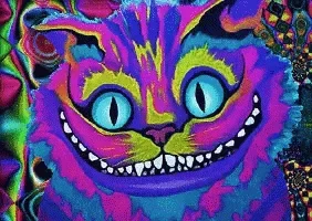cute-cat.gif