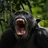 Chimp